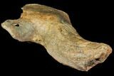Pleistocene Aged Fossil Bison Skull Section with Horn - Kansas #150448-6